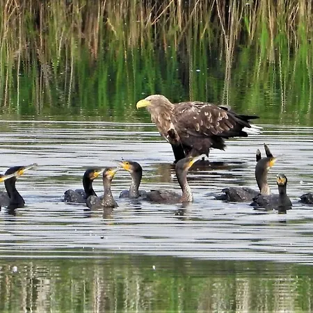 Ferienhaeuser Seeblick * Langenhagen (Ludwigslust-Parchim)