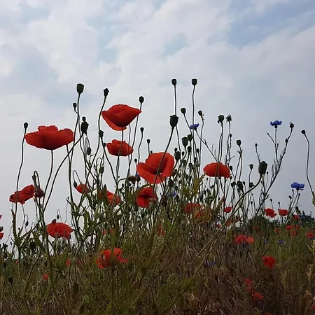 Ferienhaeuser Seeblick Nyaraló