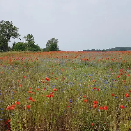 Nyaraló Ferienhaeuser Seeblick *